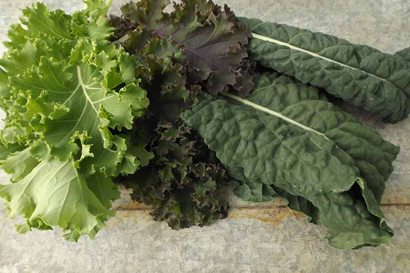 A close up of three different varieties of Brassica oleracea leaves, a pale green one to the left of the frame, a darker curly leaf in the center and a Tuscan variety on the right, all set on a stone surface.