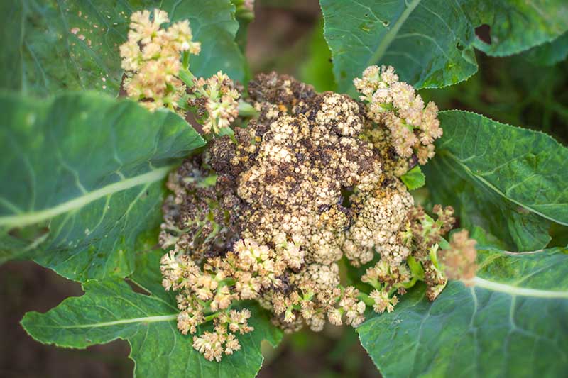 A close up of a cauliflower head that has contracted a disease that is causing it to split and go black and dark brown in places. Surrounded by dark green foliage with pale stems and veins on a soft focus background.