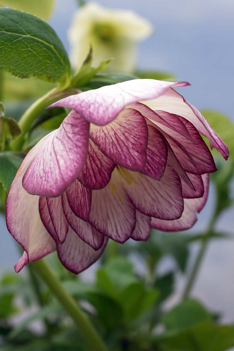 A vertical close up picture of a double hellebore flower with creamy white sepals and dark purple edging and veining through the bloom. The background is foliage fading to soft focus.