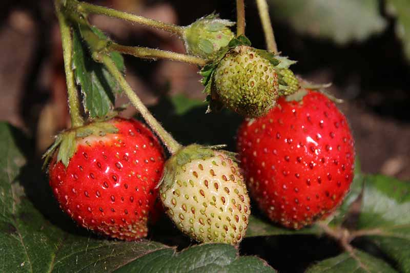 A close up of 'Elan' strawberries growing in the garden, with bright red ripe fruit alongside light white unripe fruits. The background is foliage in soft focus.
