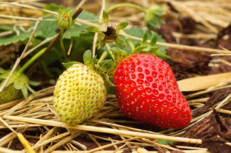 A close up of one bright red ripe 'Eversweet' strawberry set on a straw mulch surface with one small unripe fruit to the left, fading to soft focus in the background.