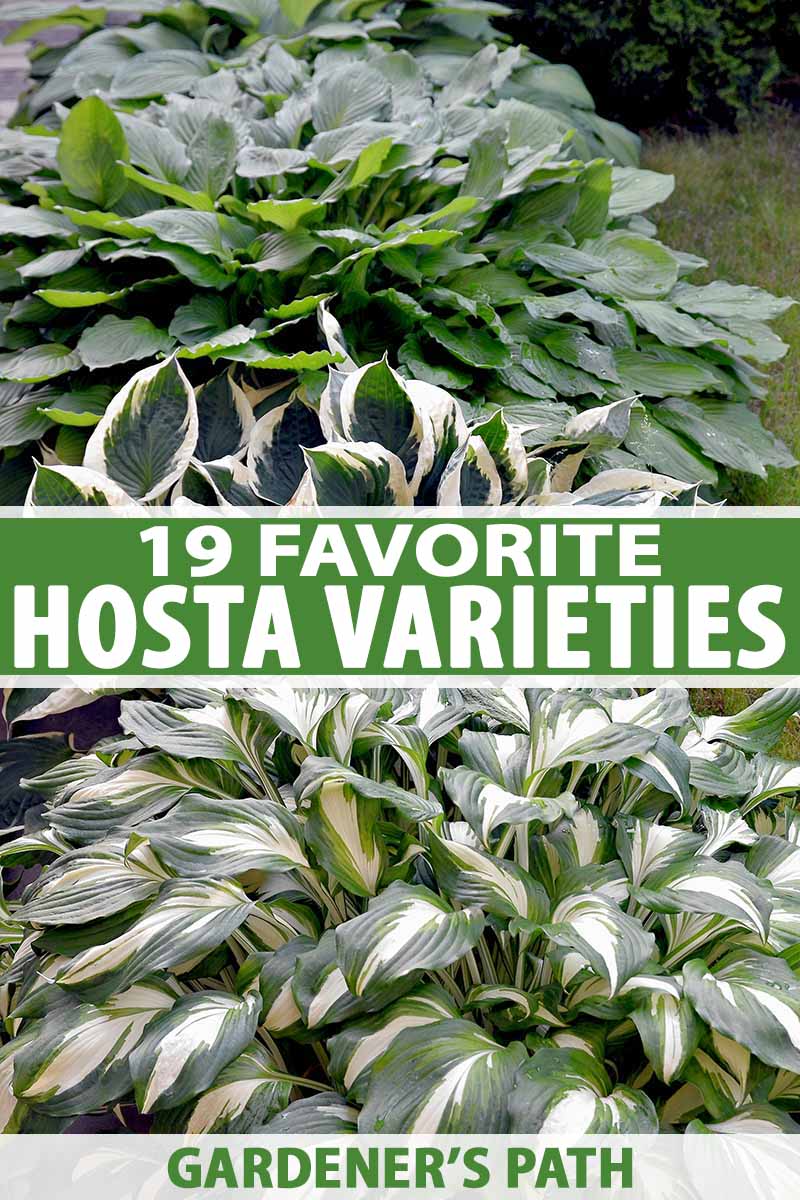 A vertical picture of a garden scene with various different cultivars of hostas growing in a border. To the center and bottom of the frame is green and white text.