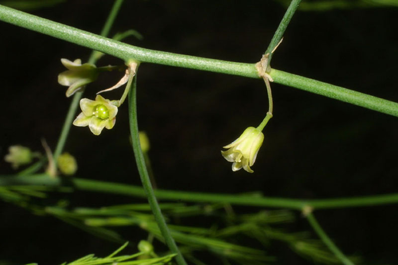 A close up of the flowers of a female asparagus plant growing from the stem on a dark soft focus background.