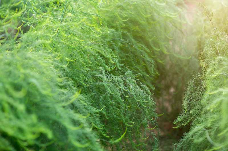 A close up of the green, fern-like foliage of mature asparagus plants growing in rows in the garden fading to soft focus in the background.