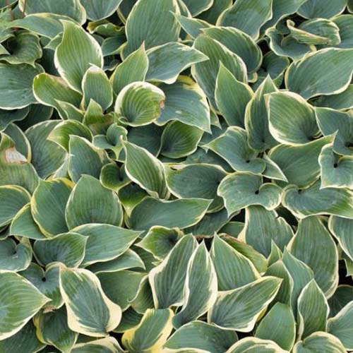 A close up of the leaves of the 'First Frost' variety of hosta plant with dark green centers and yellowish light green edging.