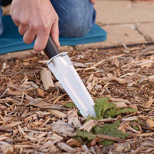 A close-up of a hand from the top of the frame using a Japanese multifunction knife to dig a weed out of a garden bed covered with wood chips.