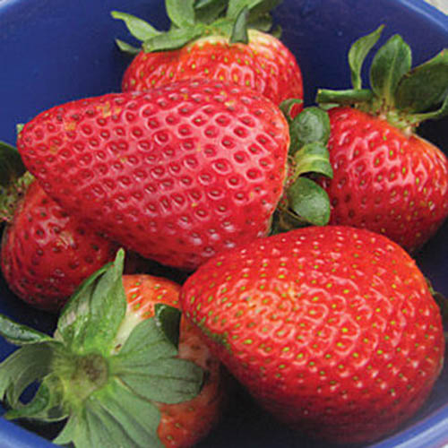 A close up of a blue bowl containing the red fruits of the 'Flavorfest' strawberries.