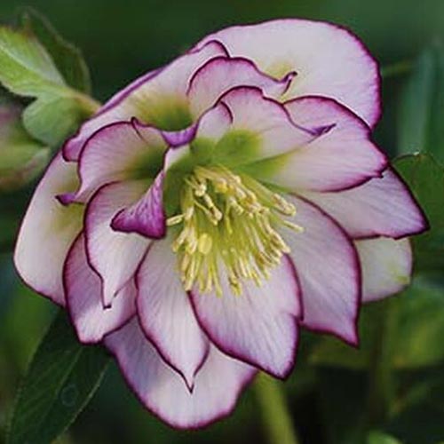 A close up of a blossom of the 'Florence Picotee' variety of Helleborus, with light pink petals edged in dark purple, set on a soft focus background.