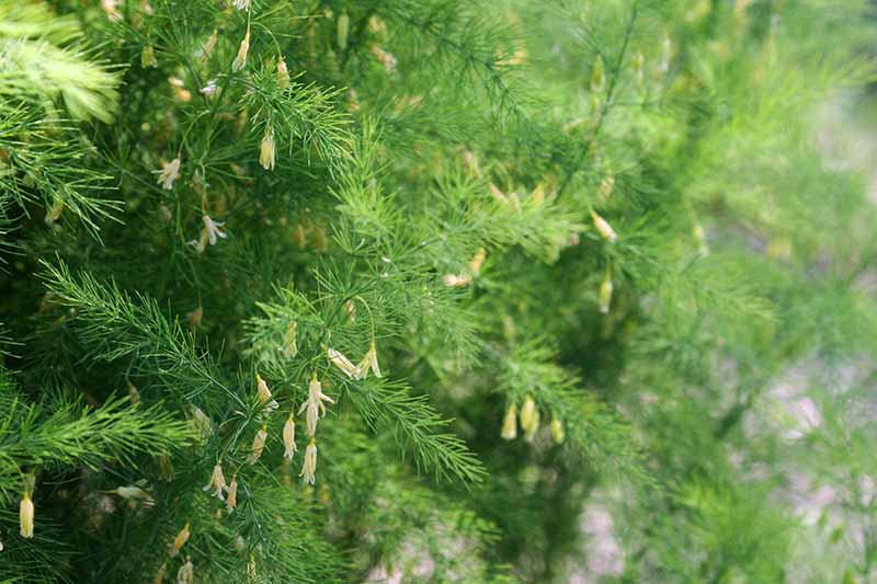 A close up of tiny flowers developing on an asparagus plant, surrounded by fern-like, bright green foliage fading to soft focus in the background.