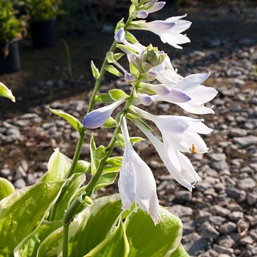 A close up of the flower of the 'Fragrant Bouquet' variety of hosta. Small purplish white blooms surrounded by soft green leaves with white edging in the light sunshine. In the background is a gravel path in soft focus.