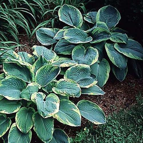 A close up of a 'Frances Williams' variety of hosta growing in a garden bed surrounded by mulch. The leaves are large and flat, dark green in the center fading to yellowish green at the edges.