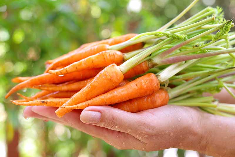 A hand from the right of the frame holding freshly harvested and washed baby carrots with tops trimmed and still attached on a green soft focus background.