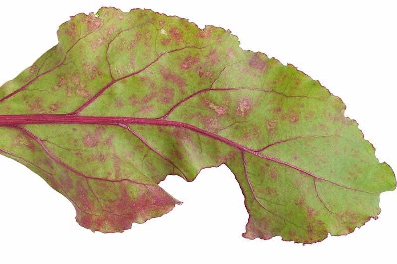 A close up of a green leaf suffering from a fungal infection, showing reddish brown spots, on a white background.