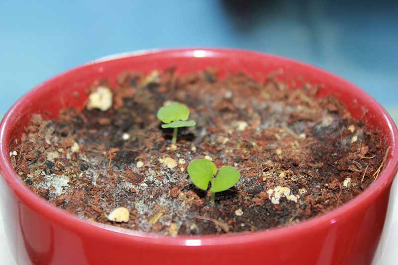A close up of a round red ceramic pot with tiny green shoots pushing up through the soil, and a fungal mold on the top of the potting soil.