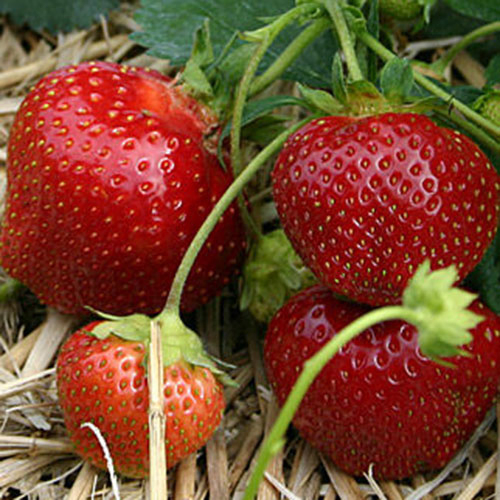 A close up of the 'Galetta' strawberries growing on the plant set on a straw background.
