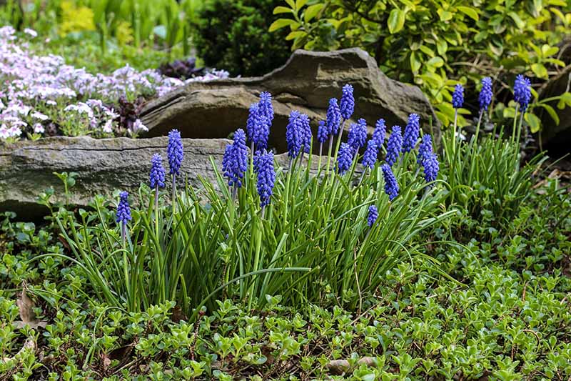 A garden scene with plantings of blue grape hyacinth flowers in clumps with upright stems and bright green foliage, in light sunshine, with rocks and other flowers in soft focus in the background.