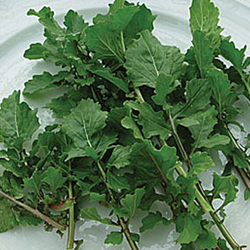 A close up of the leaves of the 'Garden Tangy' arugula, harvested and set on a white ceramic plate.