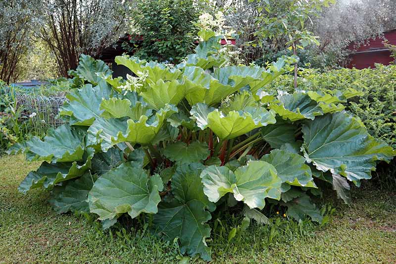 A garden scene with a large rhubarb plant with large flat leaves and reddish brown stalks pictured in light sunshine surrounded by grass and other garden plantings.