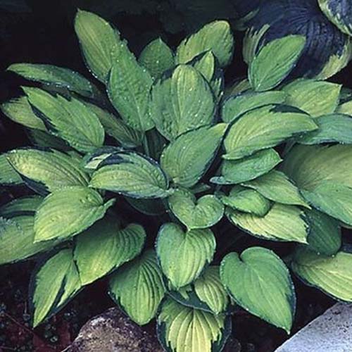 A close up of a plant of the 'Gold Standard' cultivar of hosta with pale green leaves edged in dark green, growing in the garden, fading to soft focus in the background.