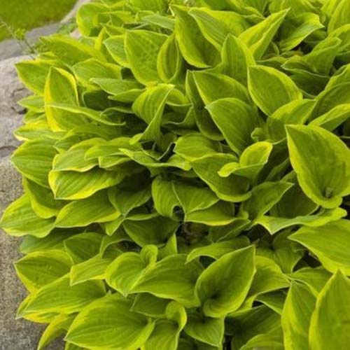 A close up of the 'Golden Tiara' hosta variety growing in a border in the garden, with dark green center parts of the leaf and pale green to the edges.