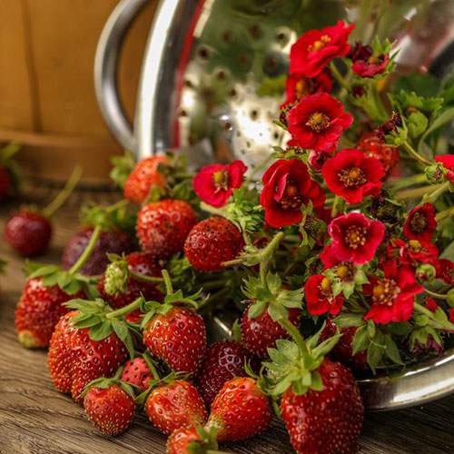 A close up of a metal colander with bright red 'Grande Berried Treasure' strawberries spilling out onto a wooden surface, with bright red flowers in the background.