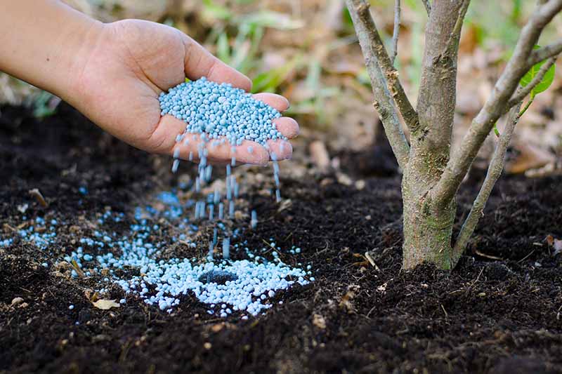 A hand from the left of the frame spreading blue granular fertilizer around the base of a tree planted in rich soil in the garden.