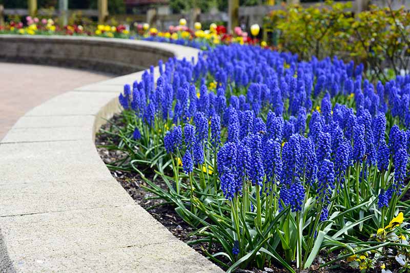 A border beside a walkway containing blue grape hyacinth flowers on upright stems, with red and yellow flowers in the background in bright sunshine.
