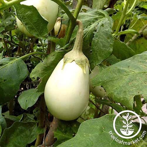 A close up of the creamy white oval fruit of the 'Gretel' variety of eggplant growing on the plant, surrounded by green foliage. To the bottom right of the frame is a circular white logo and text.