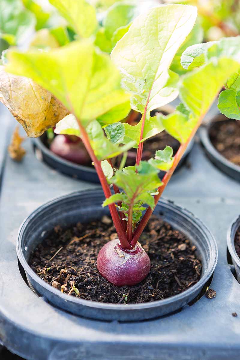 A vertical close up picture of a small black round pot containing a beet plant with the root slightly above the soil, purple stems and bright green leafy foliage in sunshine.