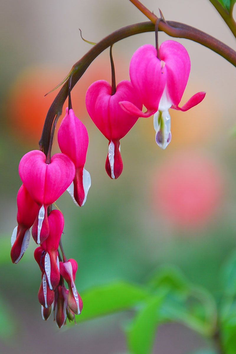 A vertical picture showing pink bleeding hearts, the blooms hanging on an arched stem with a soft focus background.