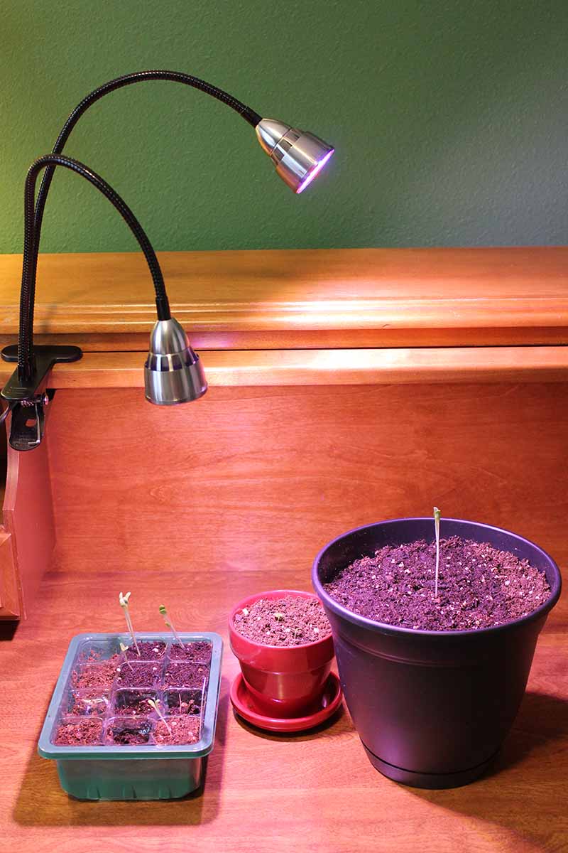 A vertical picture showing a two stemmed grow light throwing light onto two small pots and a small seedling tray set on a wooden surface with a green wall behind.