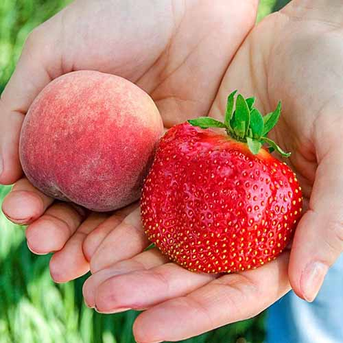 Square image of two hands holding a peach and a 'Whopper' strawberry to compare their size.