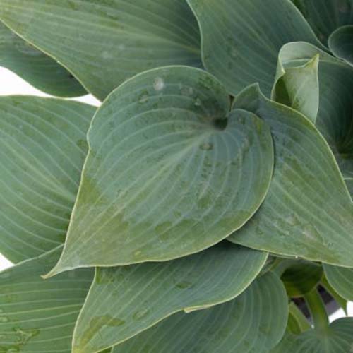 A close up of a leaf of the 'Halcyon' variety of hosta plant, the single colored blue-green leaf is heart-shaped and textured with pale green lines running through it.