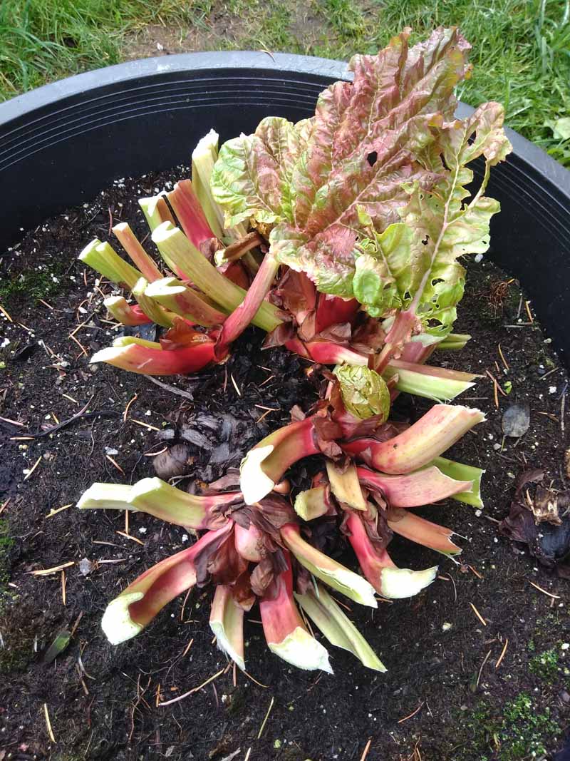 A close up vertical picture of a rhubarb plant in a black pot, after harvest or division, surrounded by dark, rich moist soil with grass in the background.