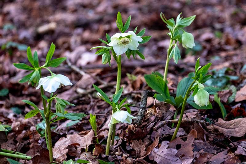 A close up of white hellebore flowers pushing through the fallen leaves in a winter garden on a soft focus background.