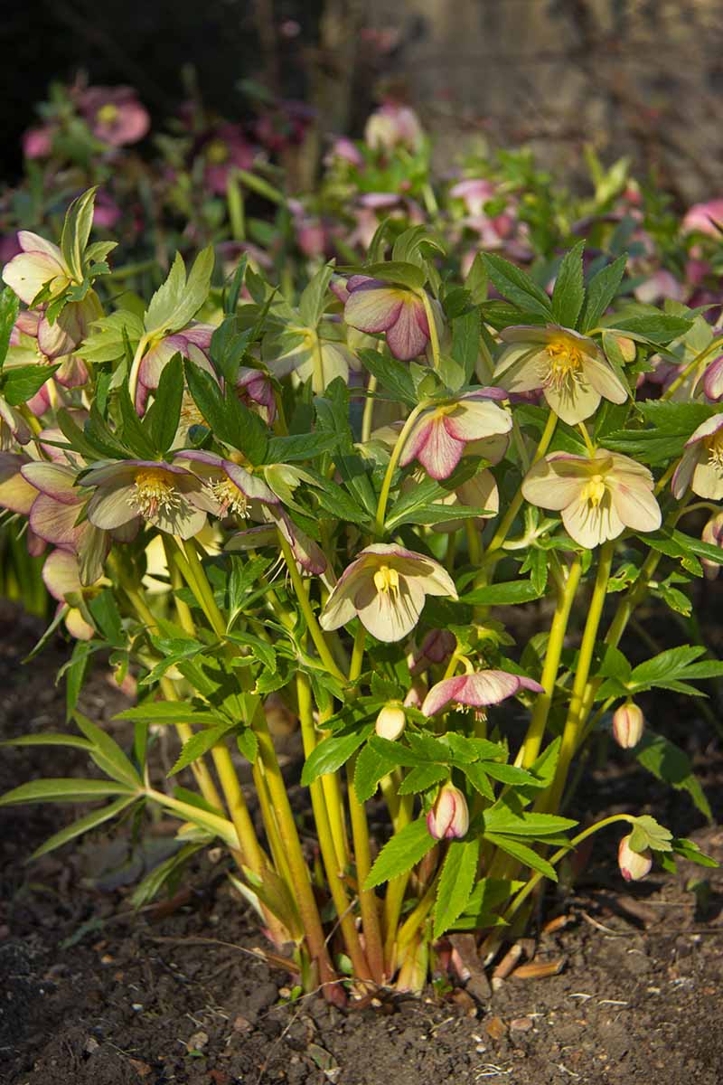 A vertical picture of a large hellebore plant growing in the garden in light sunshine on a soft focus background.