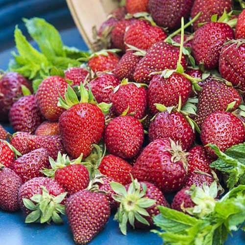 Bare Root Strawberry Runners Grow Your Own Strawberries Fruit Plant 12 x Strawberry Cambridge Favourite Bare Root Plants Plastic-Free Packaging 