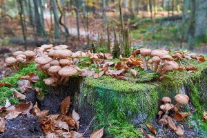 How to Prevent Armillaria Root Rot on Apple Trees