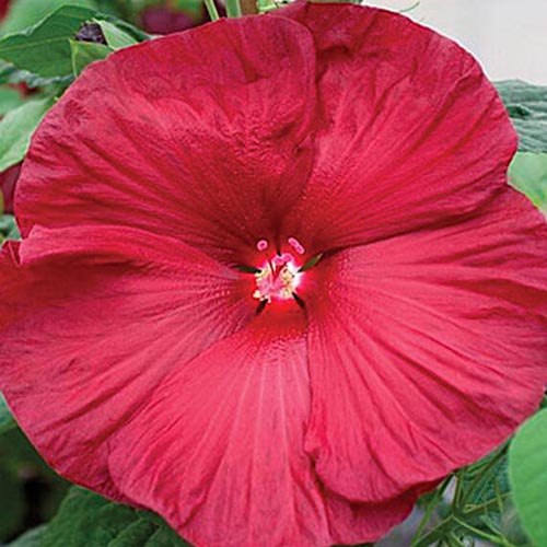 A close up of the bright red flower of the hybrid hibiscus 'Honeymoon Red' with large petals pictured on a soft focus background.