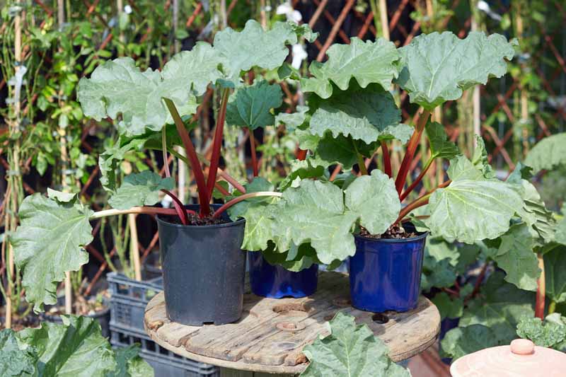 A small rustic wooden table with three pots containing maturing rhubarb plants with pink stems and bright green foliage, pictured in bright sunshine with a garden scene in soft focus in the background.