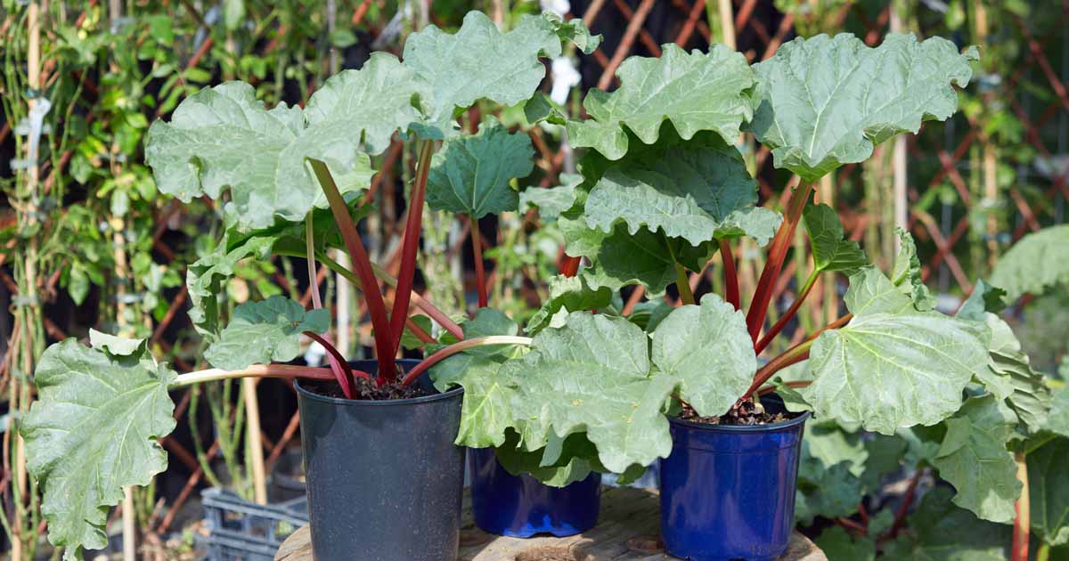 How to Grow Rhubarb in Containers | Gardener’s Path