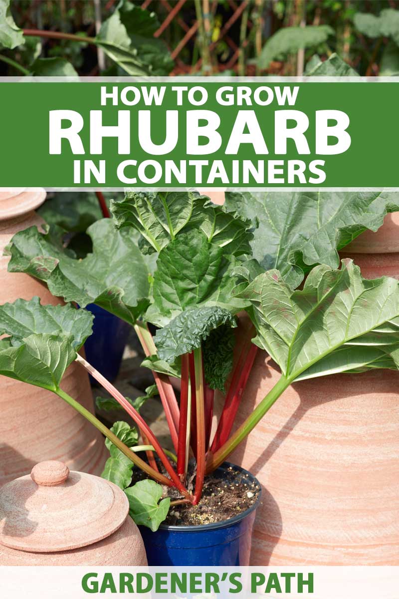 how to grow rhubarb in containers | gardener's path