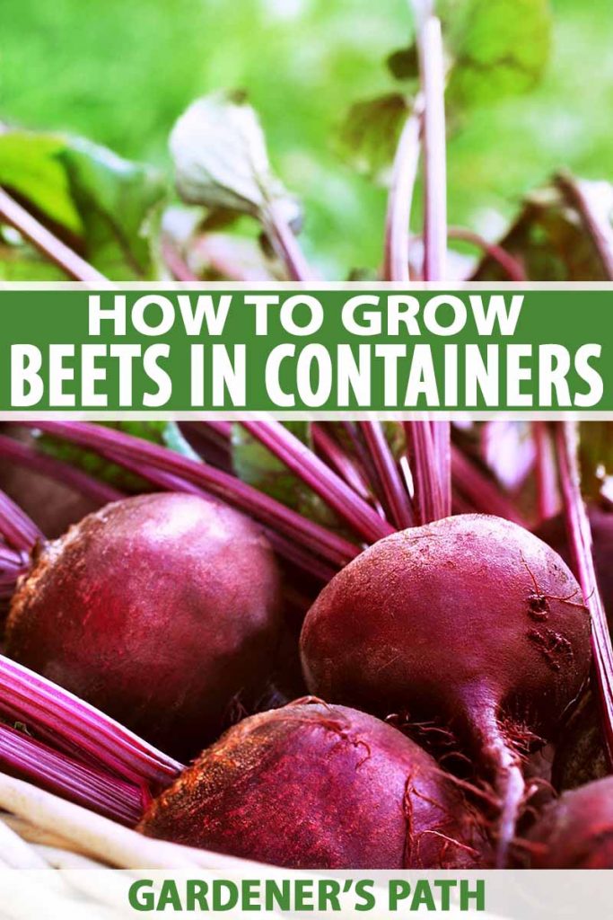 Premium Organic Beetroot Seeds Grow Healthy 50 Tasty Beetroot at Home!