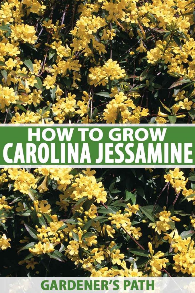 A close up vertical picture of a Carolina jessamine vine with bright yellow trumpet shaped flowers growing in light sunshine in the garden. To the center and bottom of the frame is green and white text.