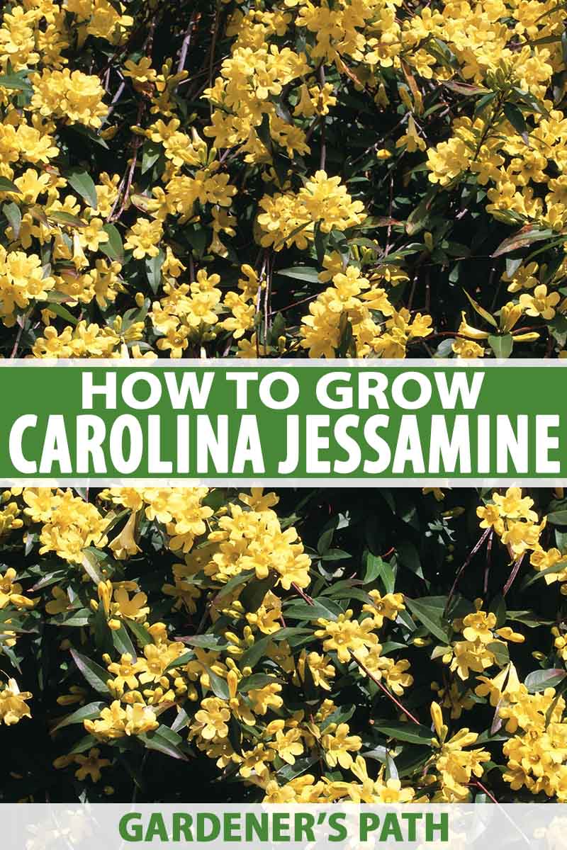 Carolina Jasmine Yellow Trailing Vine on Bamboo Trellis Gelsemium sempervirens