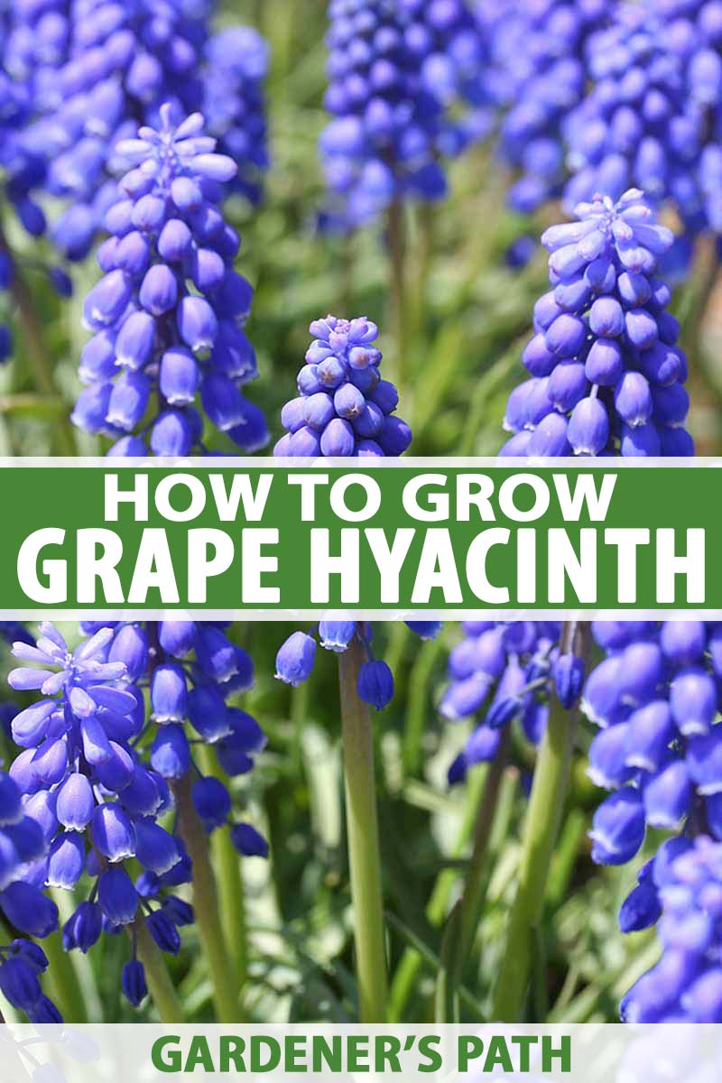 how to grow and care for grape hyacinth (muscari) | gardener's path