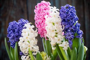 A close up horizontal image of pink, blue, and white fragrant hyacinth flowers.