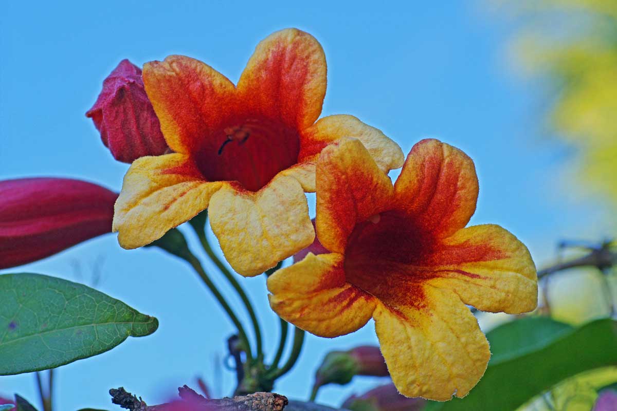 Two red and yellow crossvine flowers set against a blue sky.