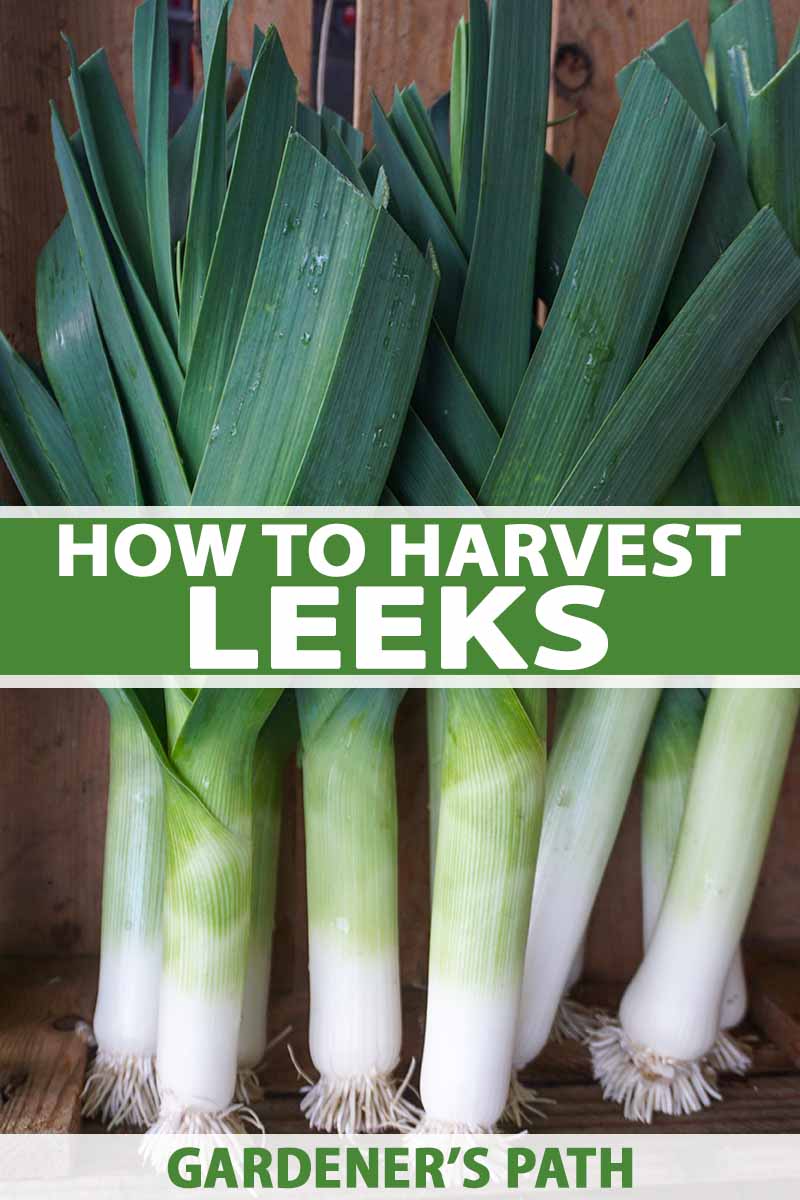 A vertical picture of freshly harvested leeks washed and roots removed set upright against a wooden background. To the center and bottom of the frame is green and white text.