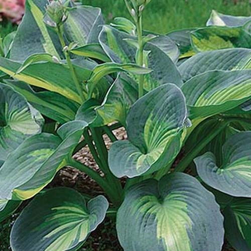 A close up of the leaves of the hosta variety 'Hudson Bay' with large green leaves that are dark green around the edges and fading to lighter green in the center.
